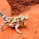 mountain-toes avatar