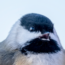 mountainchickadeej avatar