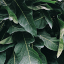 mountaineerss avatar