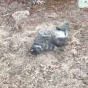 mountainleafuniversity avatar