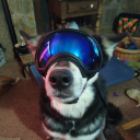 mountainmalamute avatar