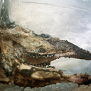 mountainmancityboy avatar