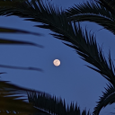 mountainofgeese avatar