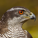 mountainrider avatar