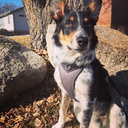 mourning-angel avatar