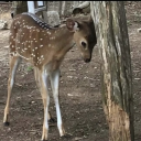 mourning-lambxx avatar