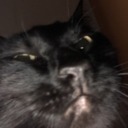 mouse-far-from-home avatar