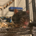 mouse-prince-of-the-rats avatar