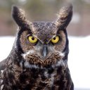 mouse4ndcatgame avatar