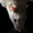 mousepatrol avatar