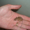 mousewitch avatar