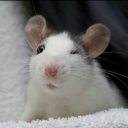 mouseymischief avatar