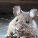 mouseythemouse avatar