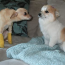 moved2fivetuple avatar