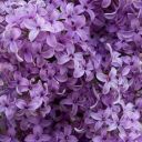 movewiththesea avatar