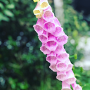 moving-to-a-new-spiral-arm avatar