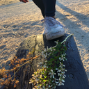 moyosore4shore avatar