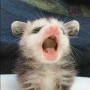 mozzarella-styx avatar