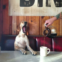 mpla-mpla-mpla avatar