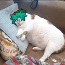 mpregcatboyshin avatar