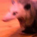 mr-opossums-world avatar