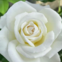 mr-wanderer-26 avatar