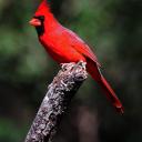 mrcardinal2 avatar