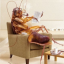 mrcockroach avatar