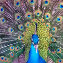 mrs---peacock avatar