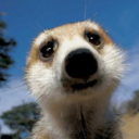 mrs-meerkat avatar