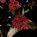 mrsgezegenden avatar