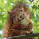 mrsquirrely avatar