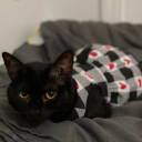 ms-miserable-misery avatar