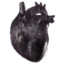 mscardiobunny avatar