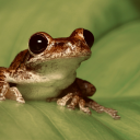 mshoneyradish avatar