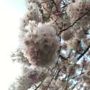 mspessimistic avatar