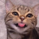 mtfdetransarchive avatar