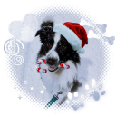 muddycollie-bythewater avatar