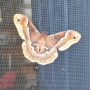 mufflerfluffler avatar