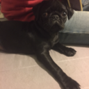 mugsythepugsy avatar