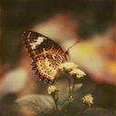 mulberry-hill avatar