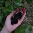 mulberryraspberry avatar