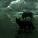 multi-fandom-fangirly avatar