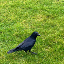 multi-fandomdisaster avatar