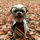 multifandom-shit avatar