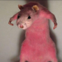 multifandomtrashrat avatar