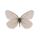multimoth avatar