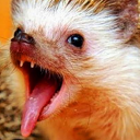 multimuseshenanigans avatar