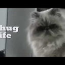 multiple-bowls-of-icecream avatar