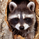 mumblingbumblingraccoon avatar